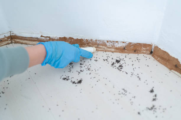 Best Ant Control Services  in New Rochelle, NY